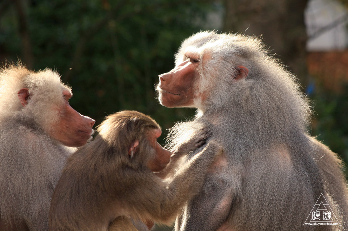 361 Hellabrunn Zoo ~ミュンヘンの動物園~_c0211532_21354265.jpg