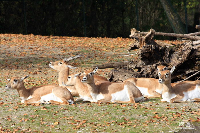 361 Hellabrunn Zoo ~ミュンヘンの動物園~_c0211532_2159777.jpg