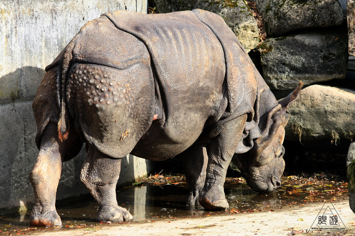 361 Hellabrunn Zoo ~ミュンヘンの動物園~_c0211532_22154510.jpg