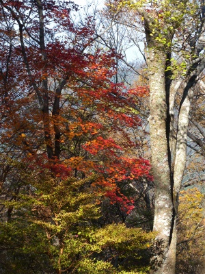 祖母山系の山旅（一泊二日）＆池の原の紅葉に感動！_e0272335_18152013.jpg