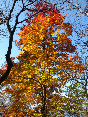 祖母山系の山旅（一泊二日）＆池の原の紅葉に感動！_e0272335_1821126.jpg