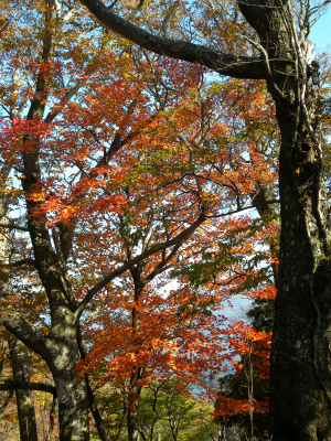 祖母山系の山旅（一泊二日）＆池の原の紅葉に感動！_e0272335_1821571.jpg