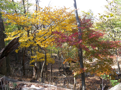 祖母山系の山旅（一泊二日）＆池の原の紅葉に感動！_e0272335_1882711.jpg