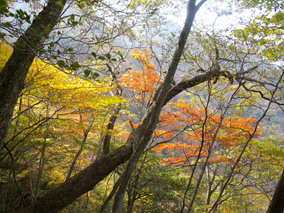 祖母山系の山旅（一泊二日）＆池の原の紅葉に感動！_e0272335_2055383.jpg