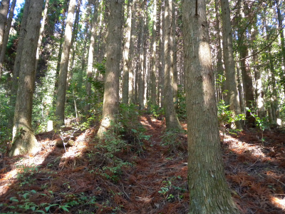 e0272335_4535631.jpg