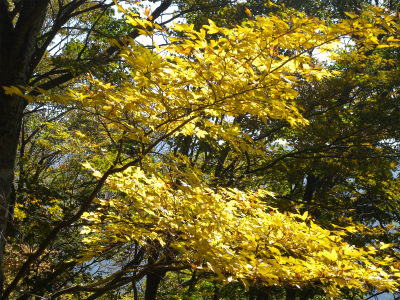 祖母山系の山旅（一泊二日）＆池の原の紅葉に感動！_e0272335_5101718.jpg