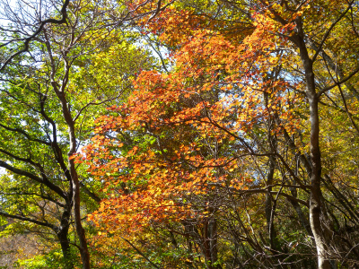 祖母山系の山旅（一泊二日）＆池の原の紅葉に感動！_e0272335_5121031.jpg