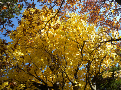 祖母山系の山旅（一泊二日）＆池の原の紅葉に感動！_e0272335_5244339.jpg