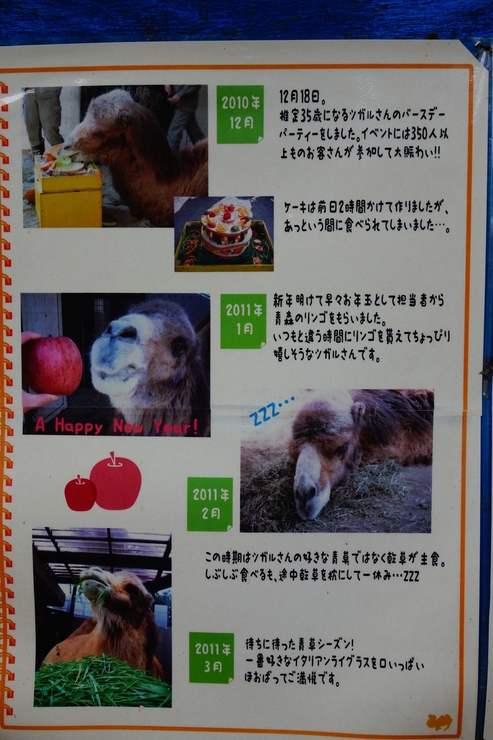 横浜市立野毛山動物園散策~FPD International 2013 その8_a0287336_2210377.jpg