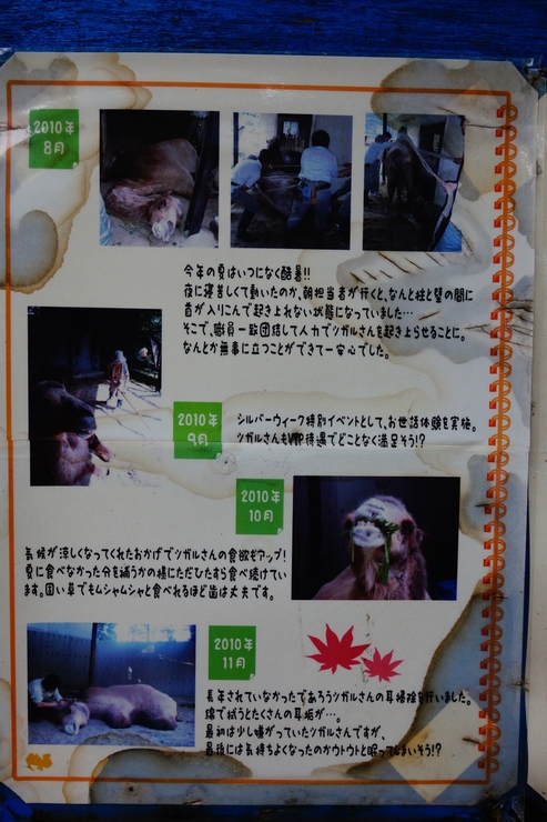 横浜市立野毛山動物園散策~FPD International 2013 その8_a0287336_22111421.jpg