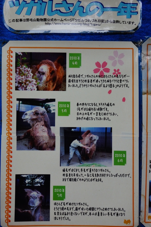 横浜市立野毛山動物園散策~FPD International 2013 その8_a0287336_2211244.jpg