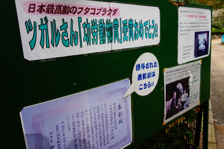 横浜市立野毛山動物園散策~FPD International 2013 その8_a0287336_22113479.jpg