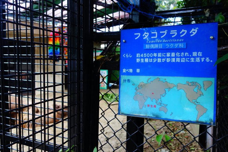横浜市立野毛山動物園散策~FPD International 2013 その8_a0287336_2213020.jpg