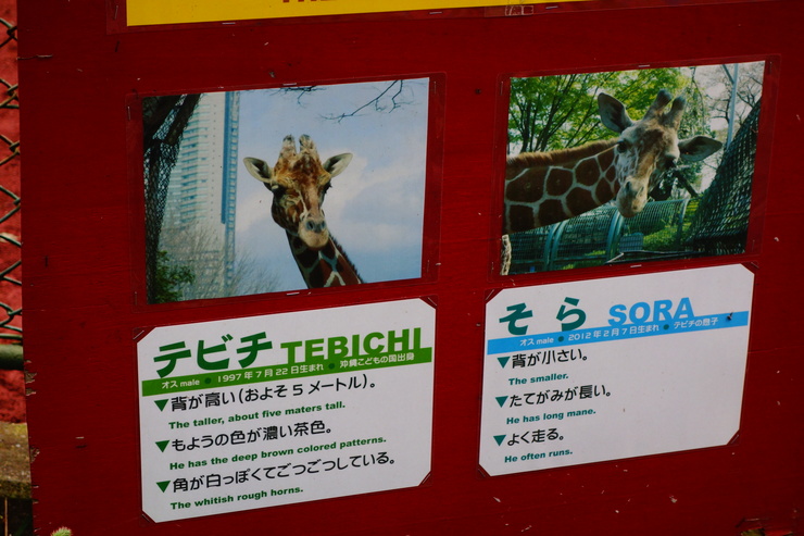 横浜市立野毛山動物園散策~FPD International 2013 その8_a0287336_22141233.jpg