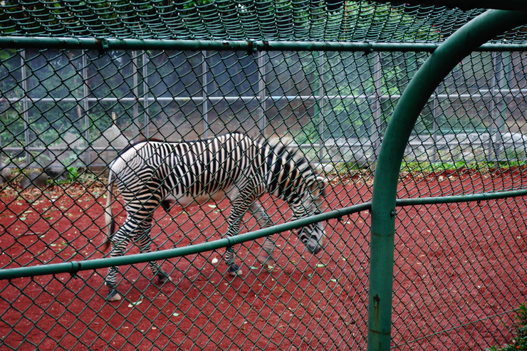 横浜市立野毛山動物園散策~FPD International 2013 その8_a0287336_22143789.jpg