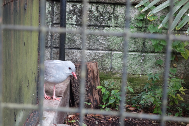 横浜市立野毛山動物園散策~FPD International 2013 その8_a0287336_22162271.jpg