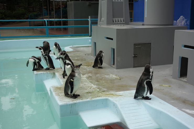横浜市立野毛山動物園散策~FPD International 2013 その8_a0287336_22182548.jpg