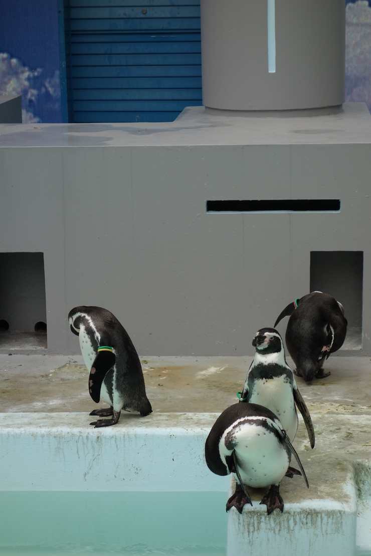 横浜市立野毛山動物園散策~FPD International 2013 その8_a0287336_2219059.jpg