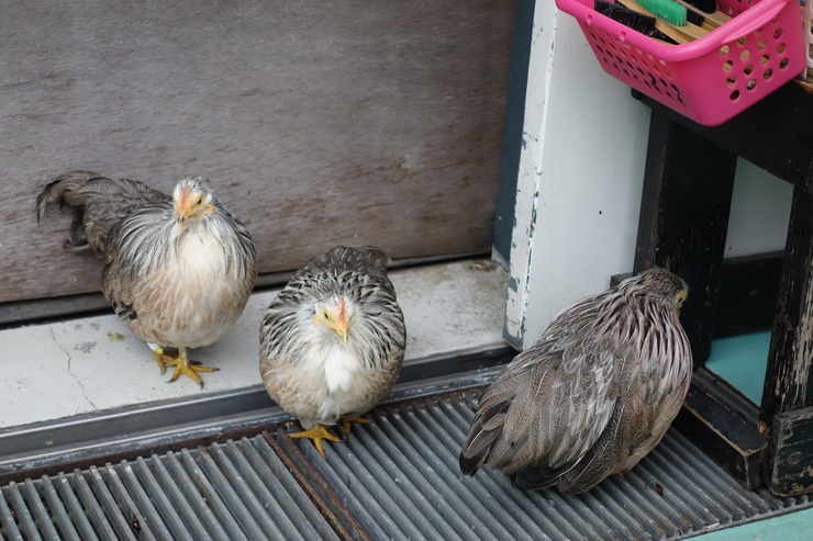 横浜市立野毛山動物園散策~FPD International 2013 その8_a0287336_22194469.jpg