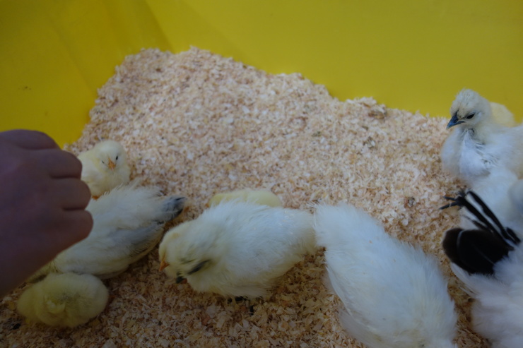 横浜市立野毛山動物園散策~FPD International 2013 その8_a0287336_22202710.jpg