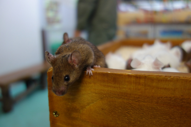 横浜市立野毛山動物園散策~FPD International 2013 その8_a0287336_22204185.jpg