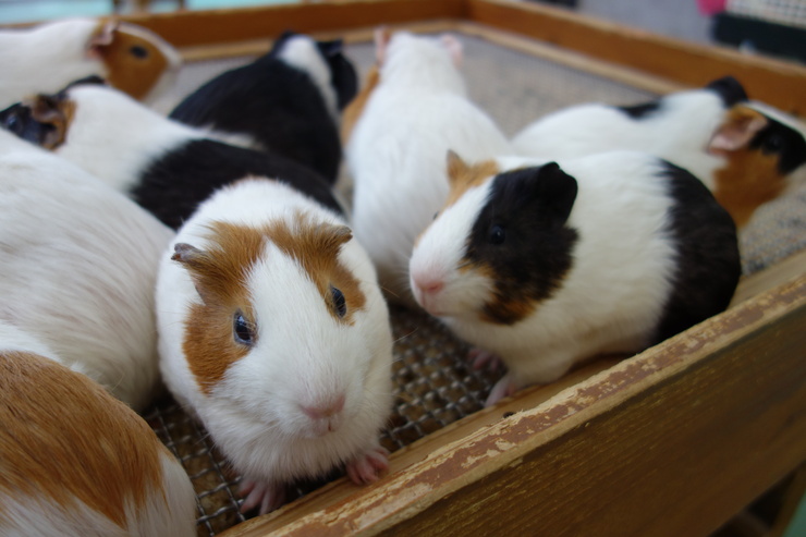 横浜市立野毛山動物園散策~FPD International 2013 その8_a0287336_22212410.jpg
