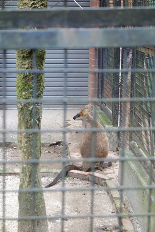 横浜市立野毛山動物園散策~FPD International 2013 その8_a0287336_22221516.jpg