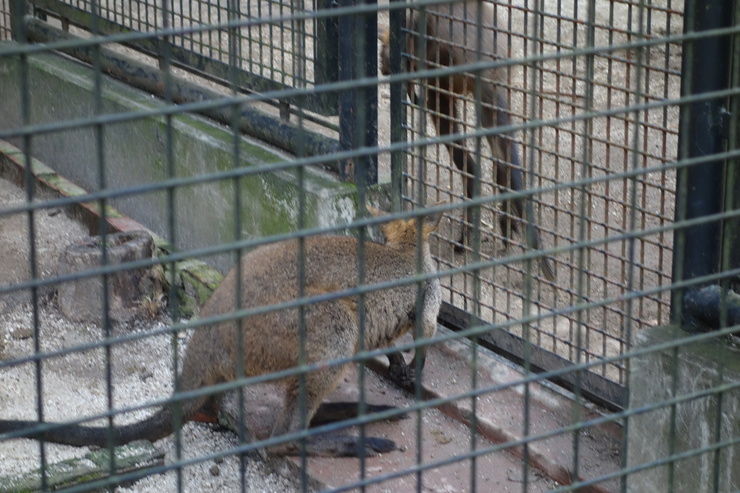 横浜市立野毛山動物園散策~FPD International 2013 その8_a0287336_22224375.jpg