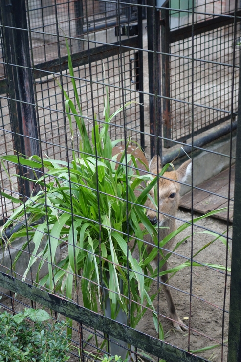 横浜市立野毛山動物園散策~FPD International 2013 その8_a0287336_22225641.jpg