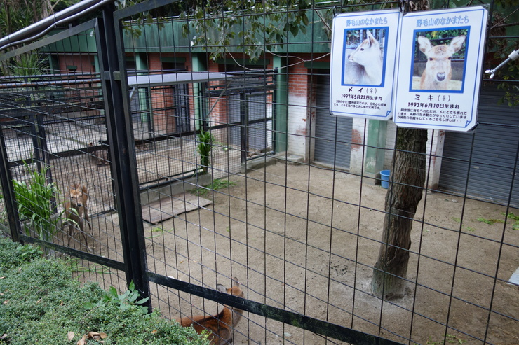 横浜市立野毛山動物園散策~FPD International 2013 その8_a0287336_2223677.jpg