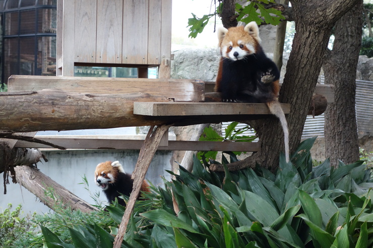 横浜市立野毛山動物園散策~FPD International 2013 その8_a0287336_2233941.jpg