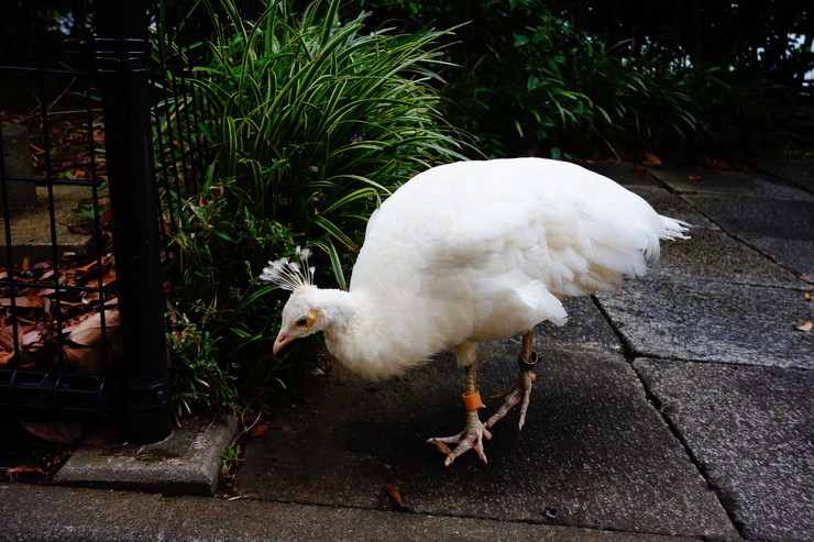 横浜市立野毛山動物園散策~FPD International 2013 その8_a0287336_2243986.jpg