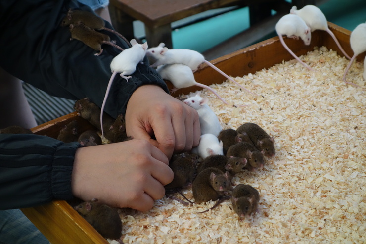 横浜市立野毛山動物園散策~FPD International 2013 その8_a0287336_22524521.jpg