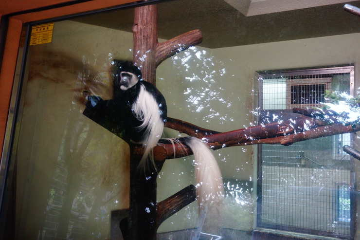 横浜市立野毛山動物園散策~FPD International 2013 その8_a0287336_2264829.jpg