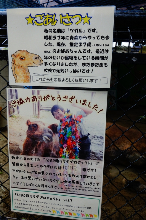 横浜市立野毛山動物園散策~FPD International 2013 その8_a0287336_227639.jpg