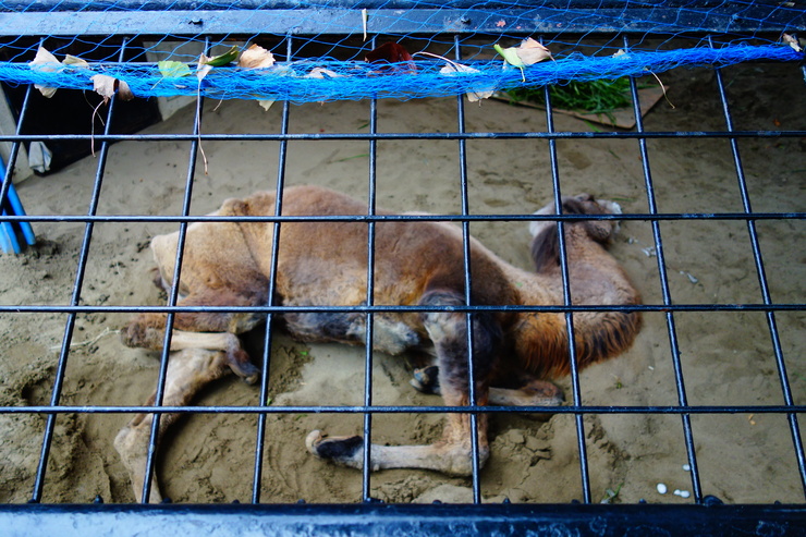 横浜市立野毛山動物園散策~FPD International 2013 その8_a0287336_2284670.jpg