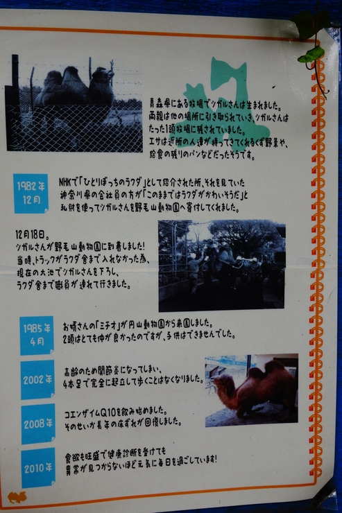 横浜市立野毛山動物園散策~FPD International 2013 その8_a0287336_2292077.jpg