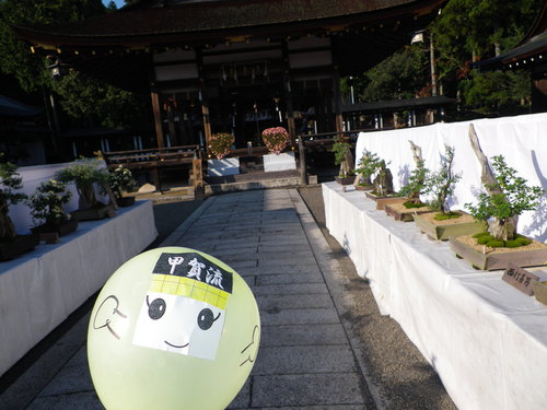 大鳥神社の菊花展★_e0200437_1693783.jpg