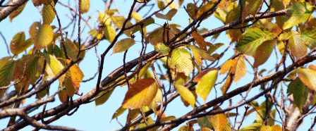 e0255638_2123710.gif