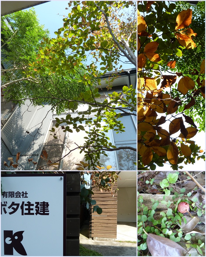 ウォーキング再開☆_c0152341_1341367.jpg