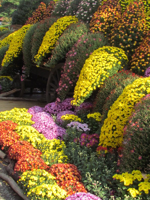 １１月１日　神代植物公園に出かけました。_f0117041_16145910.jpg