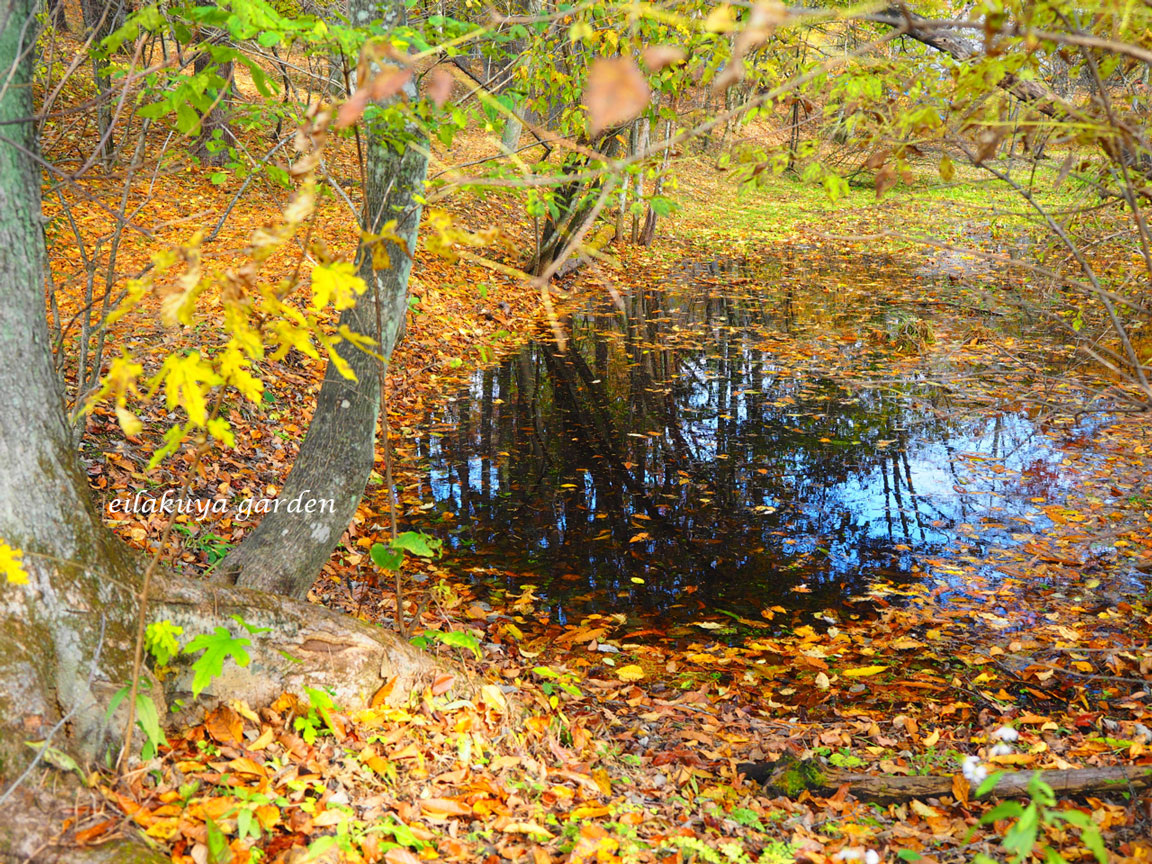 “ みなも ” に浮かびあがる 紅葉_b0133243_1312241.jpg