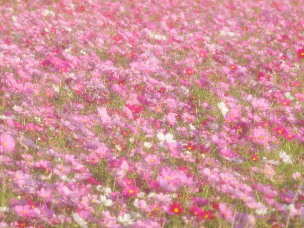 河川敷のコスモスは満開状態_e0022047_22233496.jpg