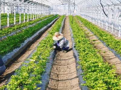 熊本セロリ「清正人参」 芽カギ作業!惜しまぬ手間ひまで、日本一のセロリを育てる親子の匠!!その1_a0254656_18103698.jpg