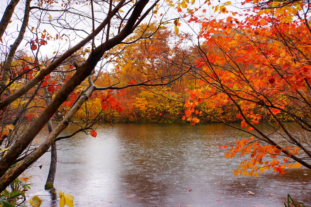 three-stage foliage（長野県雨飾高原　三段紅葉）_e0223456_10543463.jpg