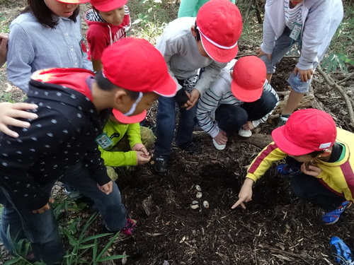 岸和田市立東光小学校遠足サポート　　　in　　せんなん里海公園うみべの森_c0108460_19551193.jpg