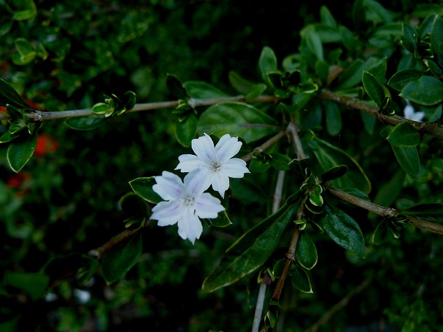 花蜜が多い・・・「ハクチョウゲ」_d0019074_1673619.jpg