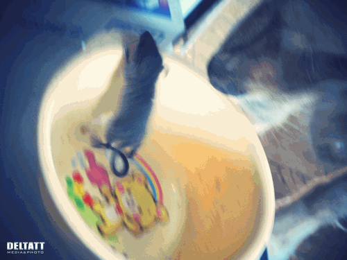 b0146688_19381750.gif