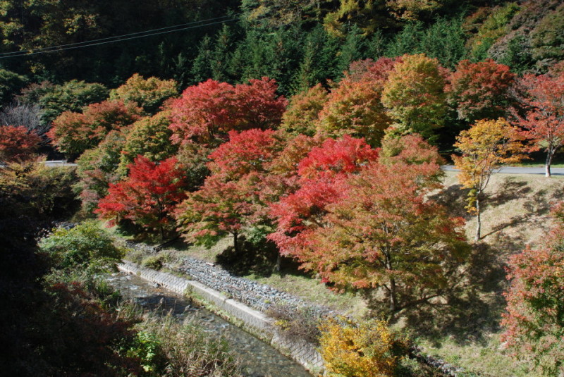 もみじ湖周辺紅葉見頃間近　３日に有志がイベント _b0177596_20341397.jpg