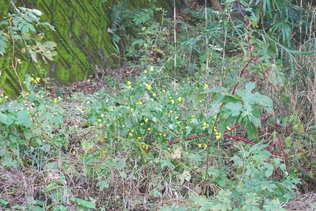 e0025300_1940741.jpg